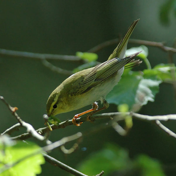Sirittäjä, Wood Warbler, Phylloscopus sibilatrix